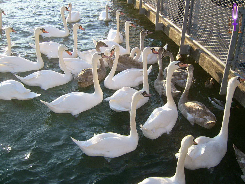 Croix de Lumière, Photo de la Série D No 55 