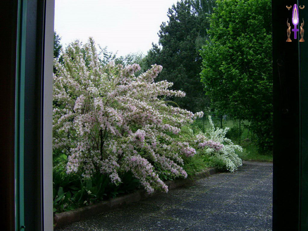 Croix de Lumière, Photo de la Série D No 58 