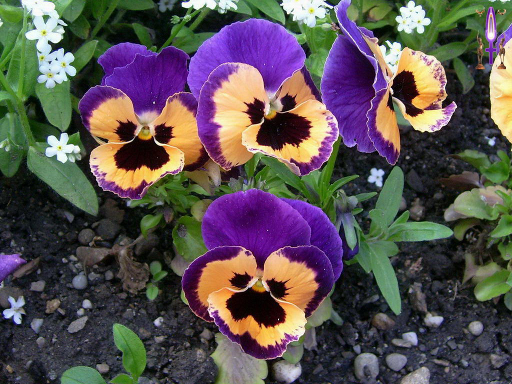 Croix de Lumière, Photo de la Série D No 61 