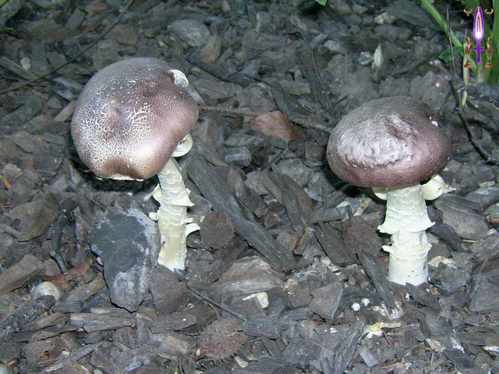 Croix de Lumière, Photo de la Série D No 63 