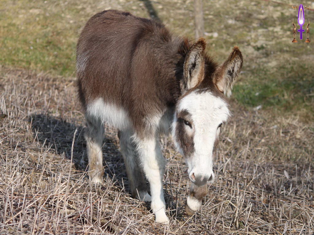 Croix de Lumière, Photo de la Série D No 68 