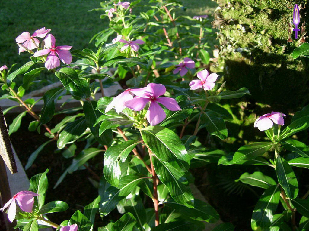 Croix de Lumière, Photo de la Série D No 69 