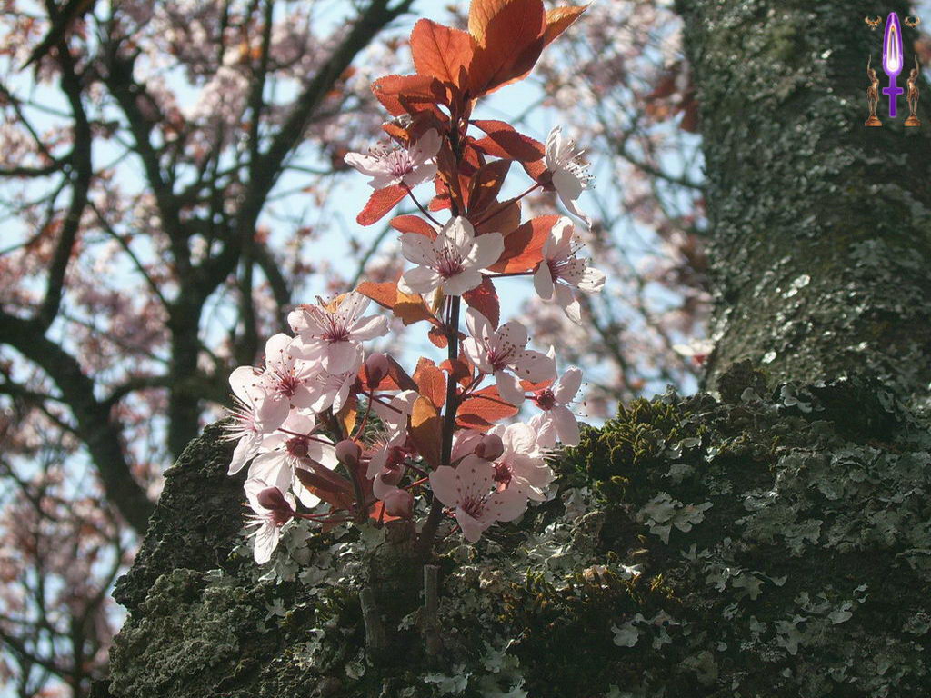 Croix de Lumière, Photo de la Série D No 74 