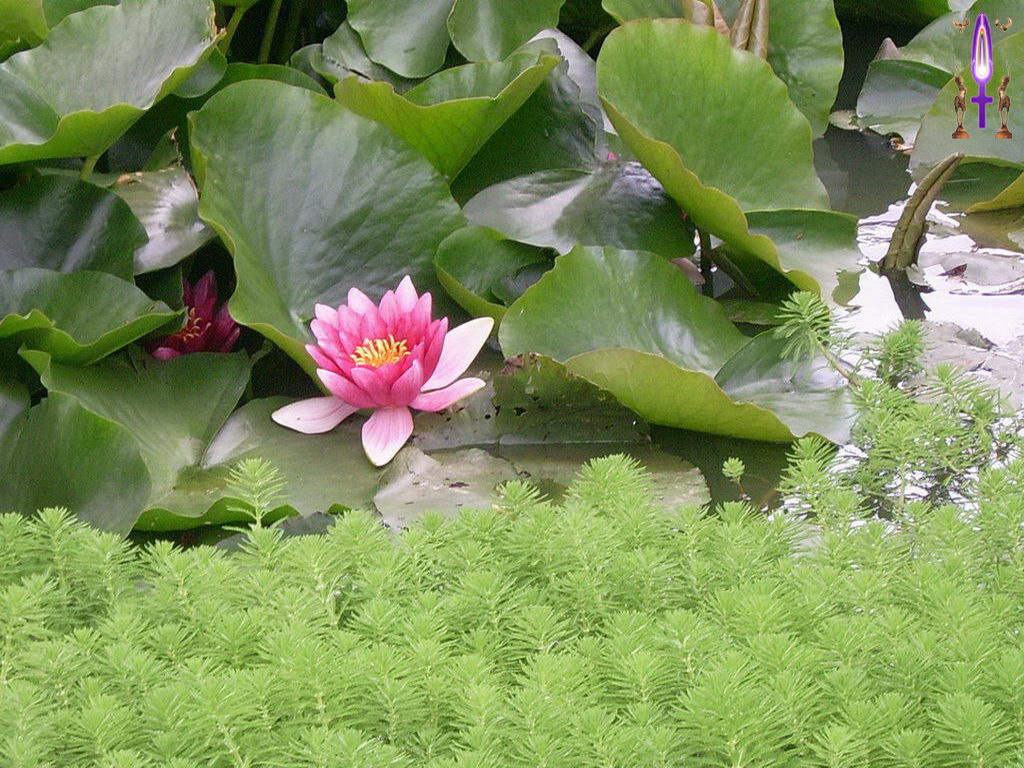 Croix de Lumière, Photo de la Série D No 77 