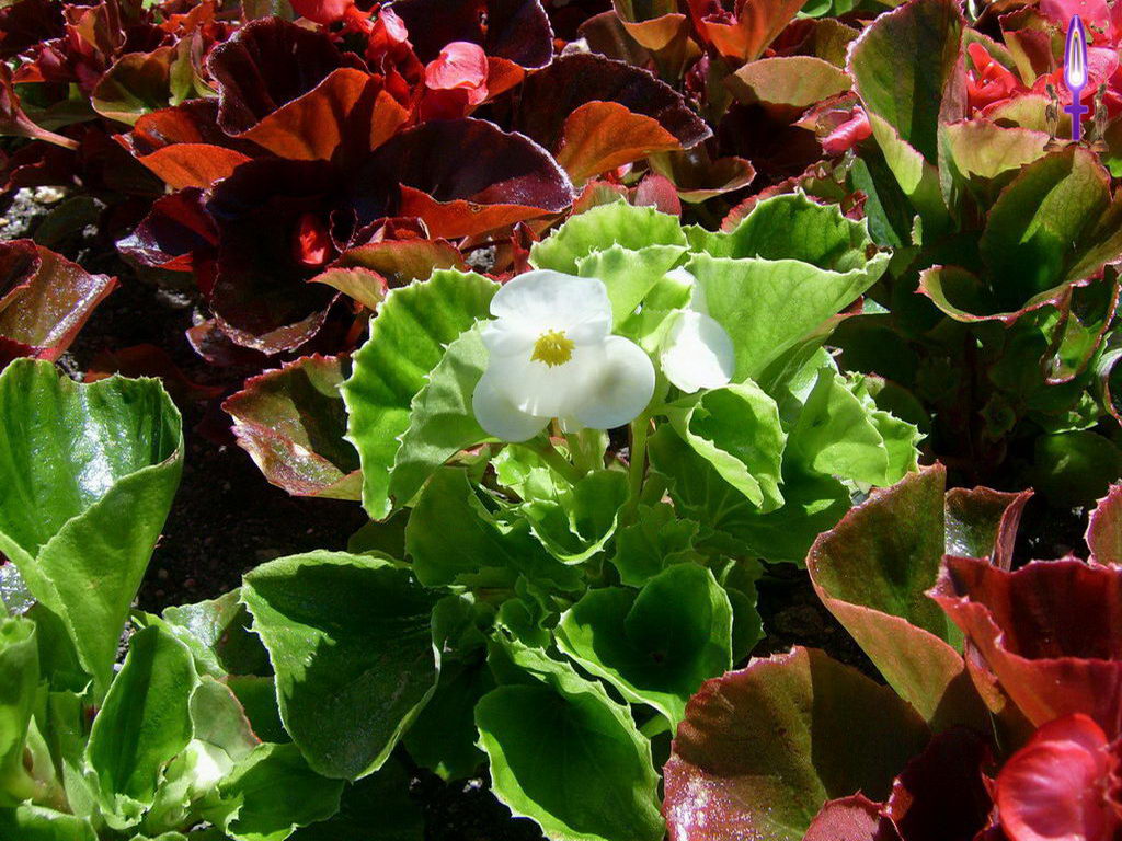 Croix de Lumière, Photo de la Série D No 78 