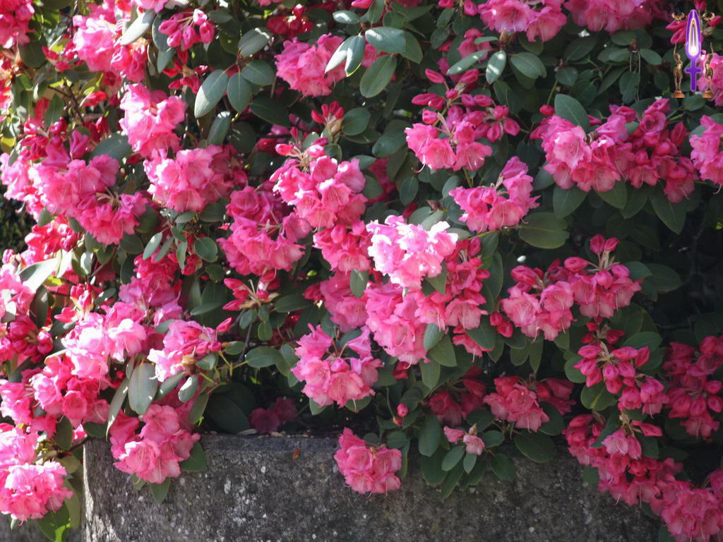 Croix de Lumière, Photo de la Série D No 82 