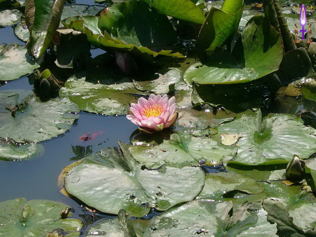 Croix de Lumière, Photo de la Série D No 83 