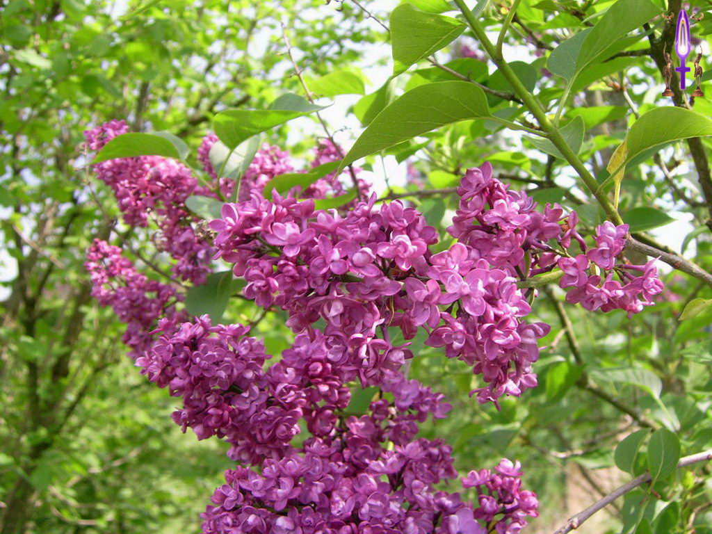 Croix de Lumière, Photo de la Série D No 84 