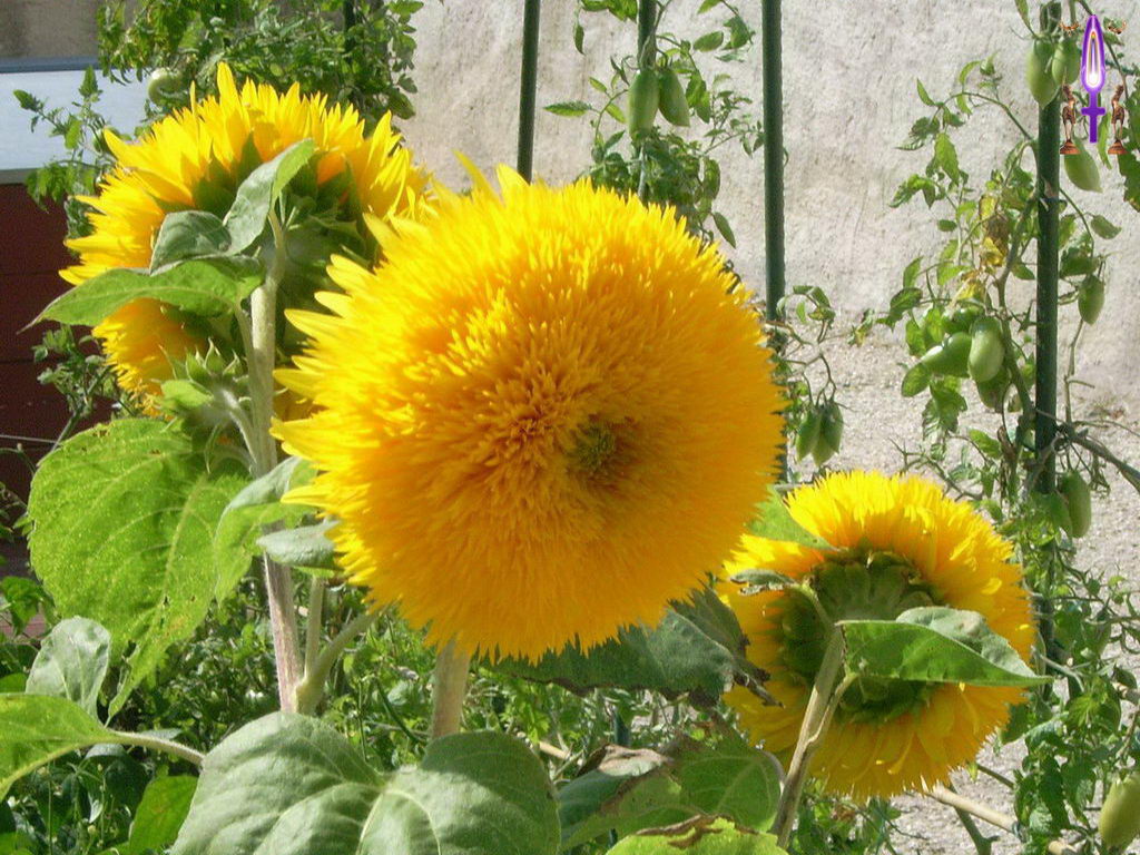 Croix de Lumière, Photo de la Série D No 85 