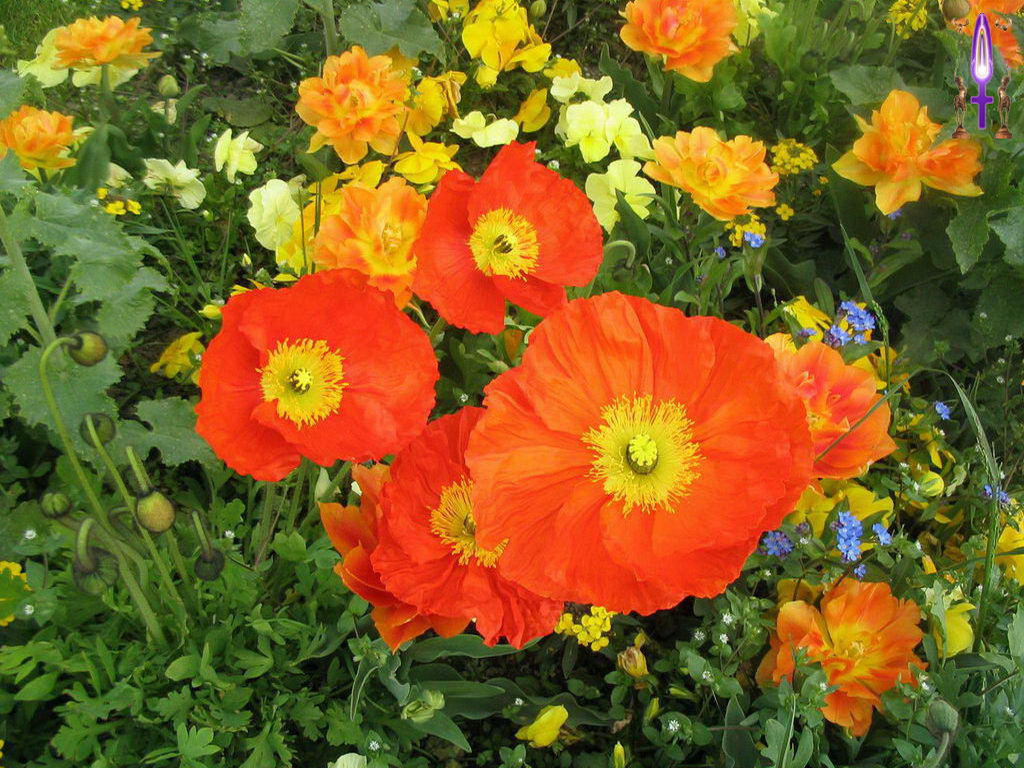 Croix de Lumière, Photo de la Série D No 86 