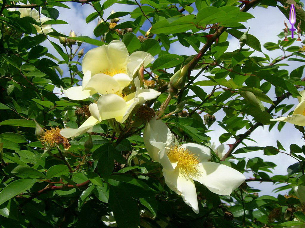 Croix de Lumière, Photo de la Série D No 89 