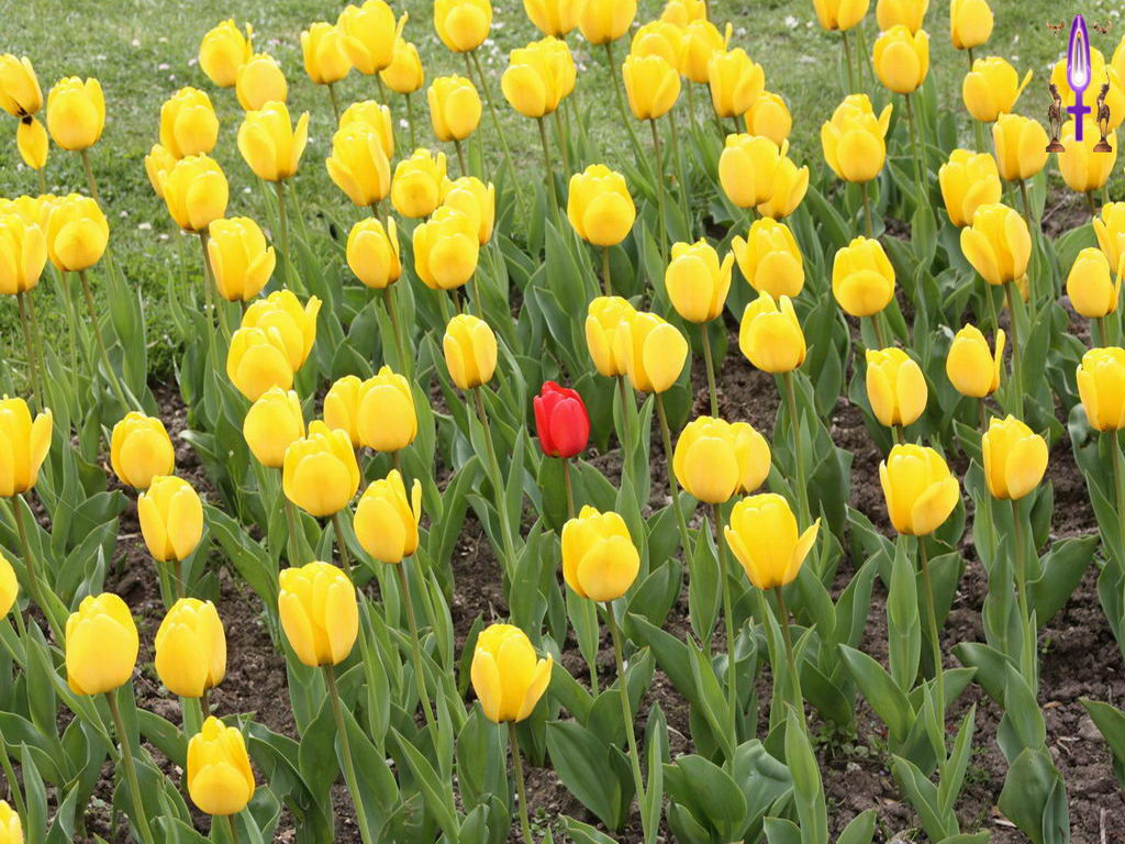 Croix de Lumière, Photo de la Série D No 97 