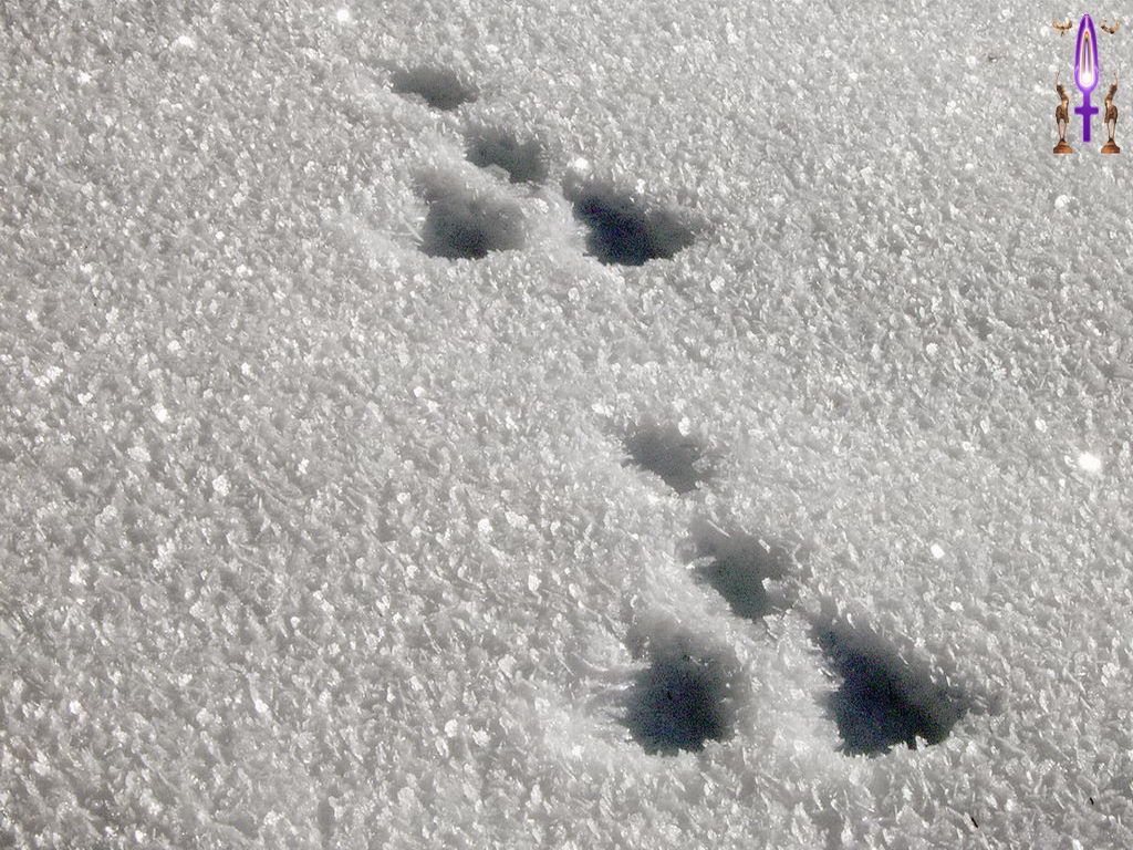 Croix de Lumière, Photo de la Série D No 98 