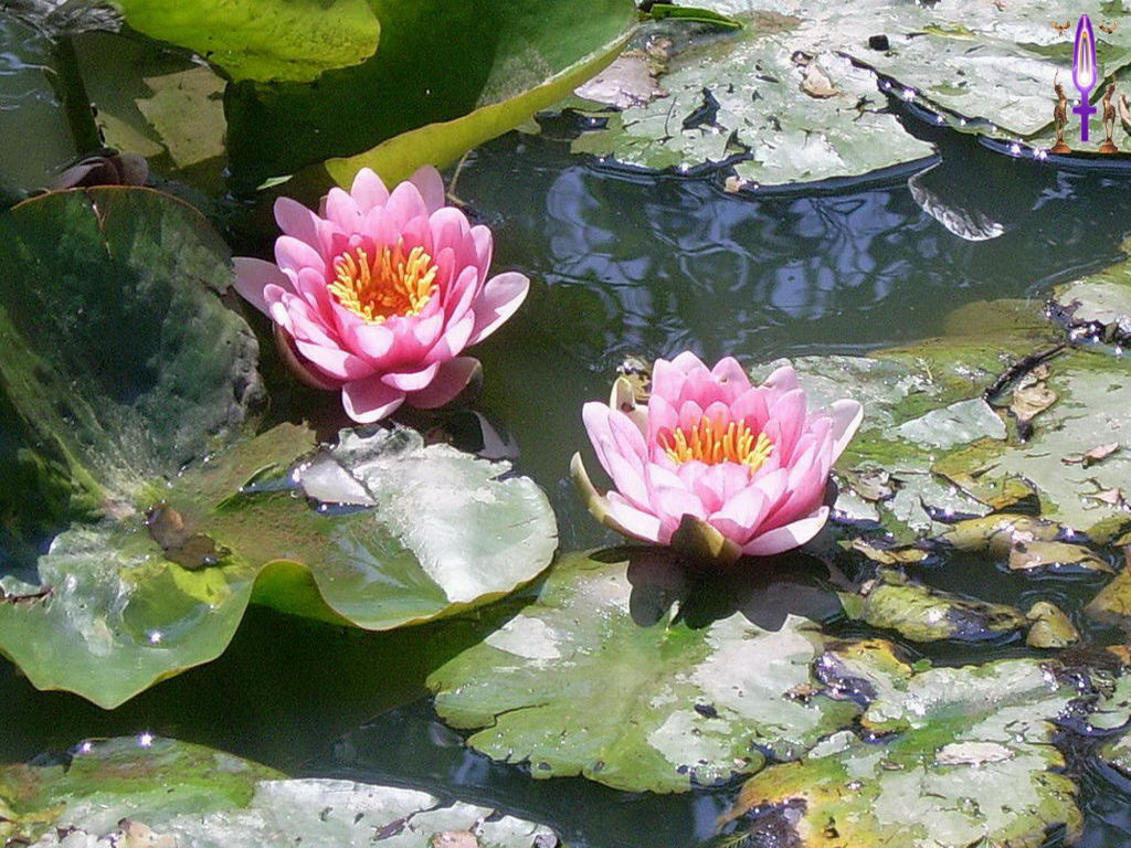 Croix de Lumière, Photo de la Série D No 102 