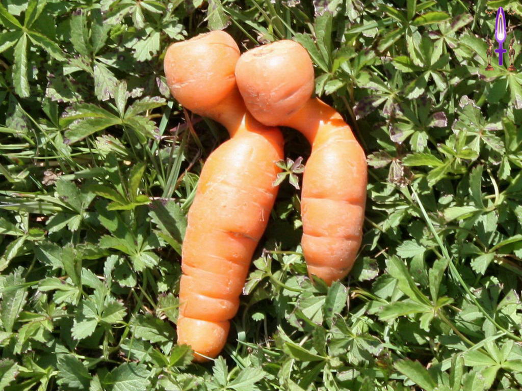 Croix de Lumière, Photo de la Série D No 104 