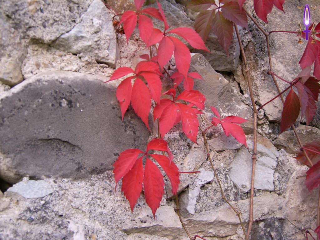 Croix de Lumière, Photo de la Série D No 108 