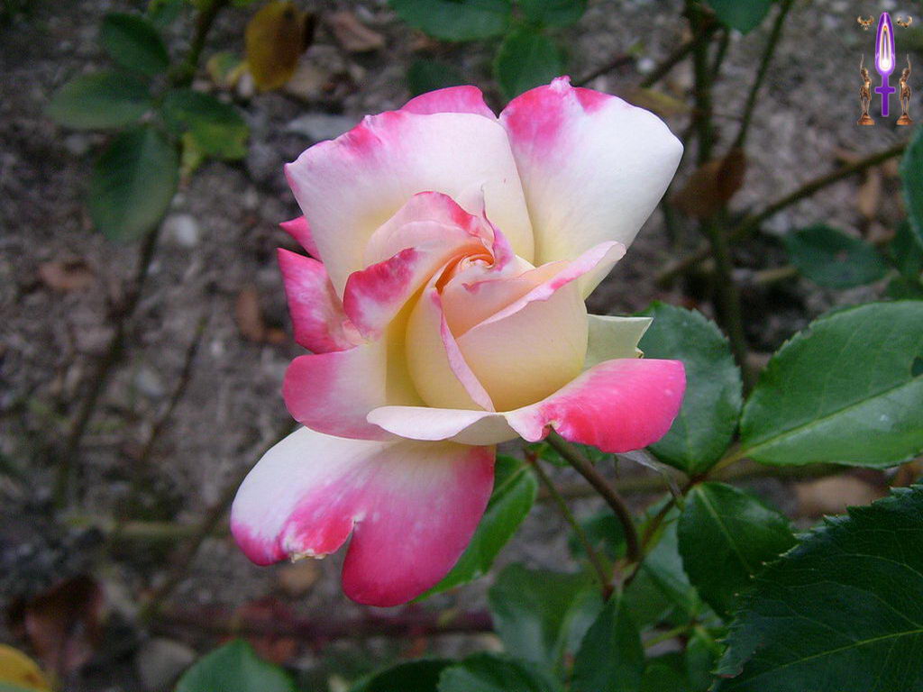 Croix de Lumière, Photo de la Série E No 1 