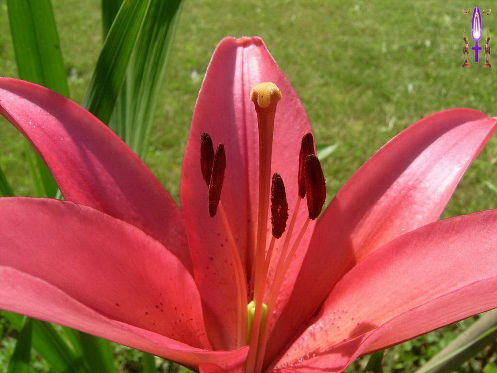 Croix de Lumière, Photo de la Série E No 2 