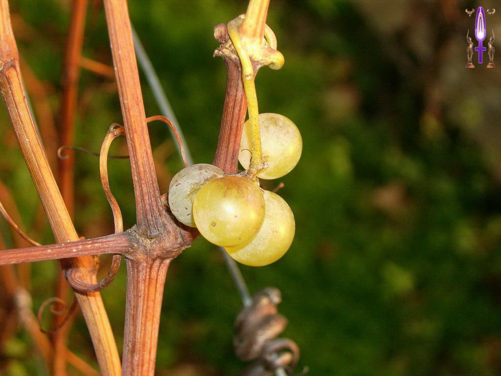 Croix de Lumière, Photo de la Série E No 3 
