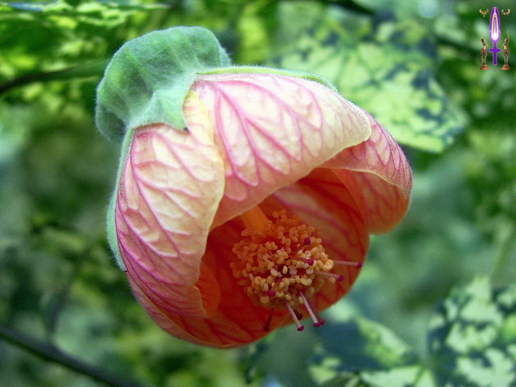 Croix de Lumière, Photo de la Série E No 5 