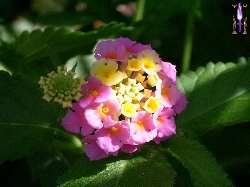 Croix de Lumière, Photo de la Série E No 6 