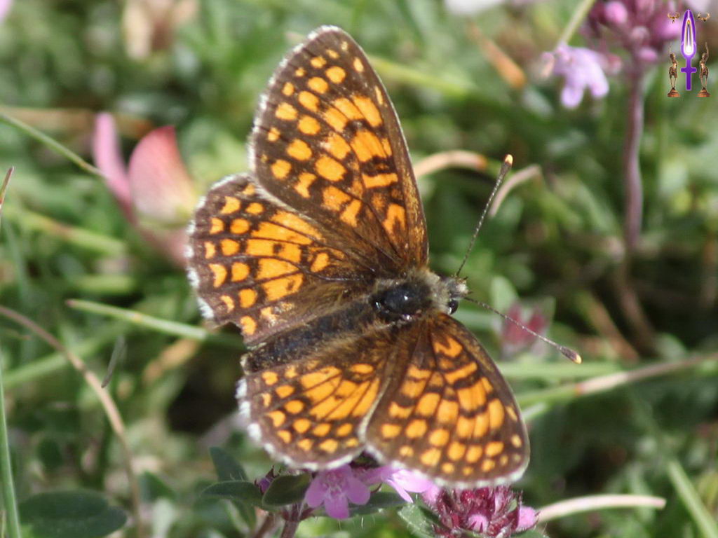 Croix de Lumière, Photo de la Série E No 7 