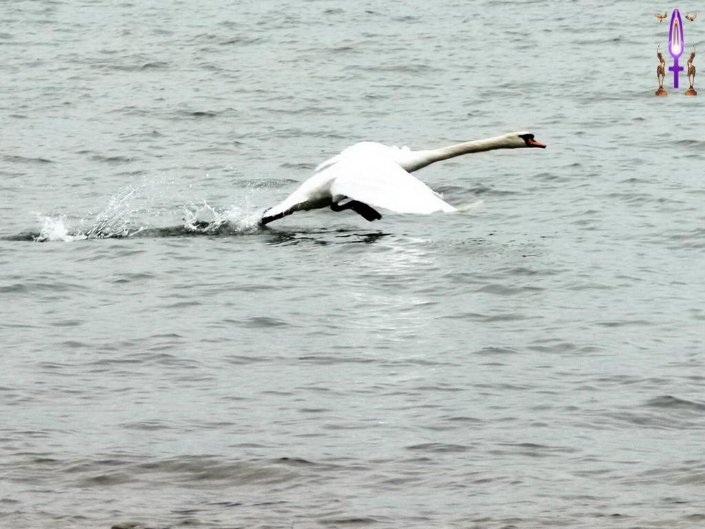 Croix de Lumière, Photo de la Série E No 9 