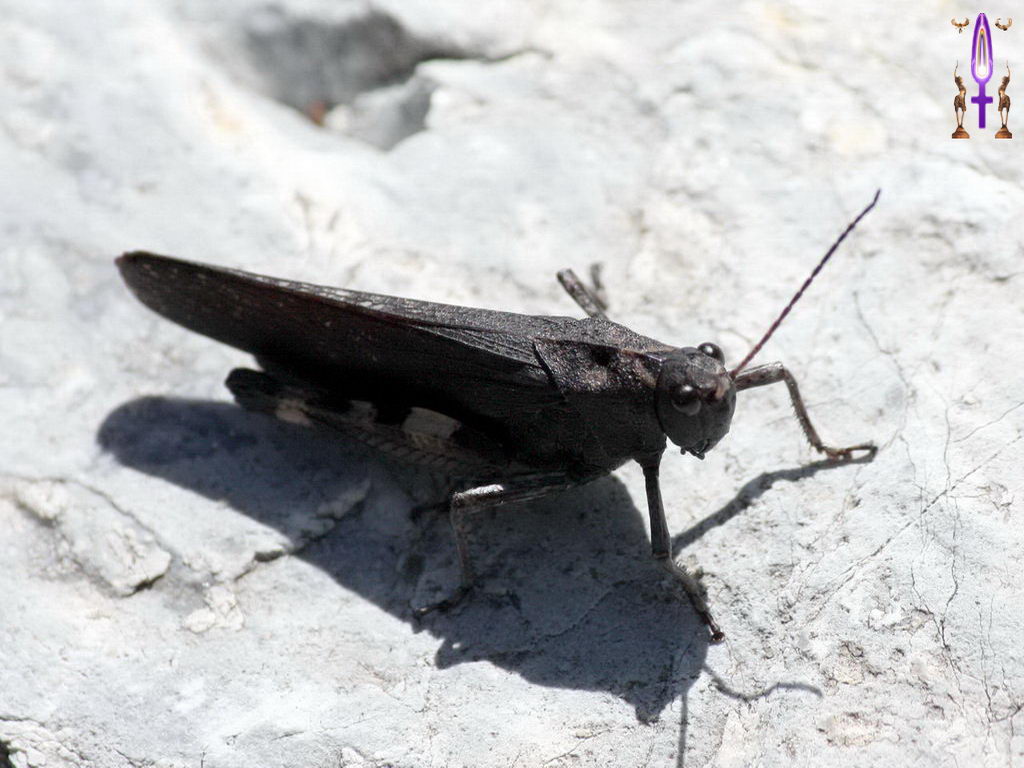 Croix de Lumière, Photo de la Série E No 010 