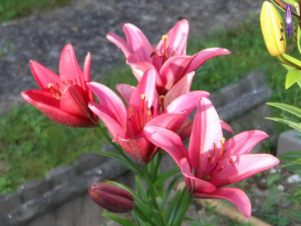 Croix de Lumière, Photo de la Série E No 12 