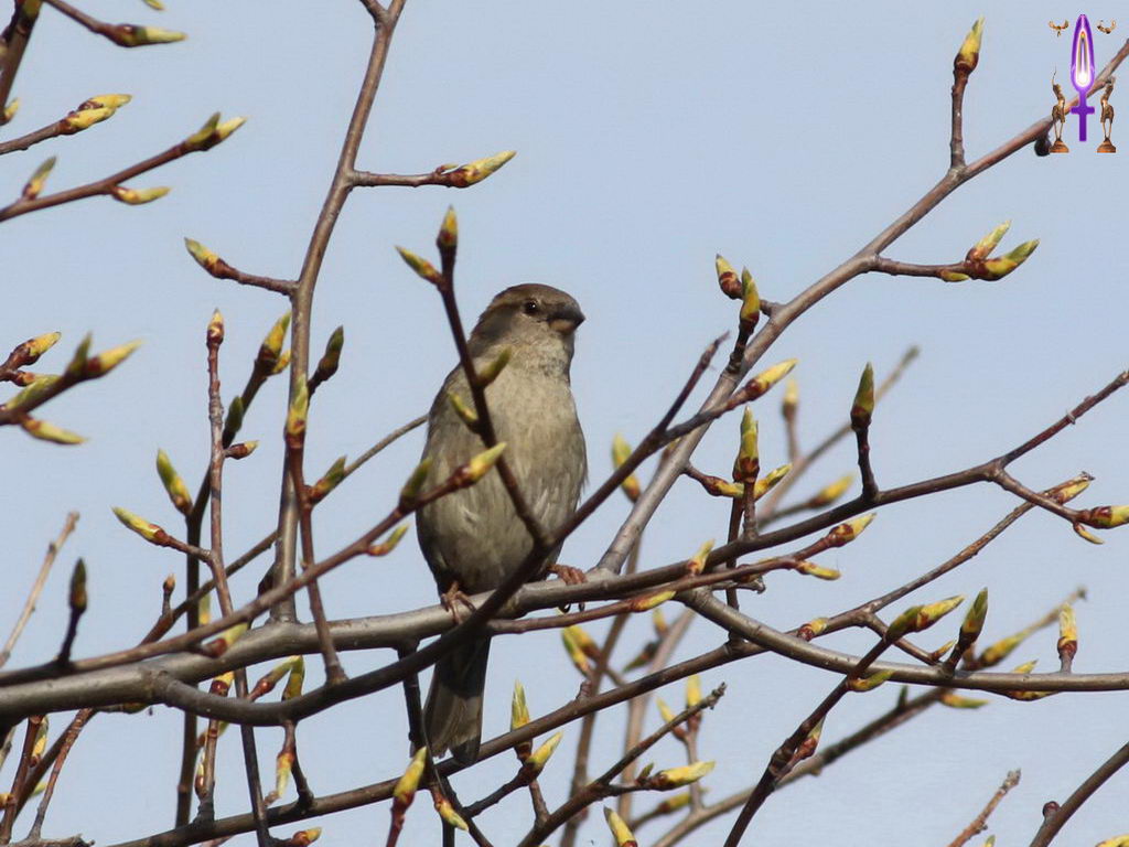Croix de Lumière, Photo de la Série E No 13 