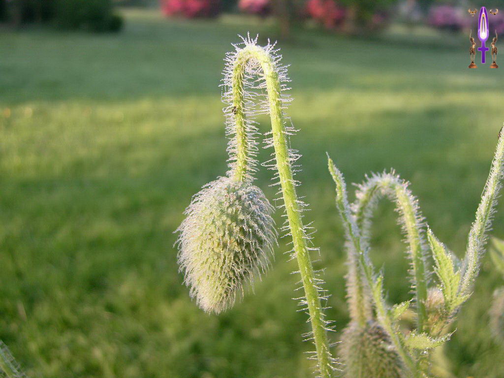 Croix de Lumière, Photo de la Série E No 14 