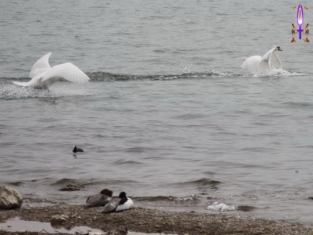 Croix de Lumière, Photo de la Série E No 15 