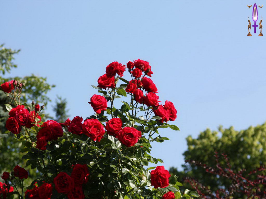 Croix de Lumière, Photo de la Série E No 16 