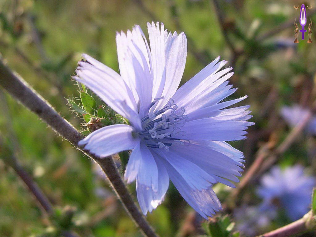 Croix de Lumière, Photo de la Série E No 19 