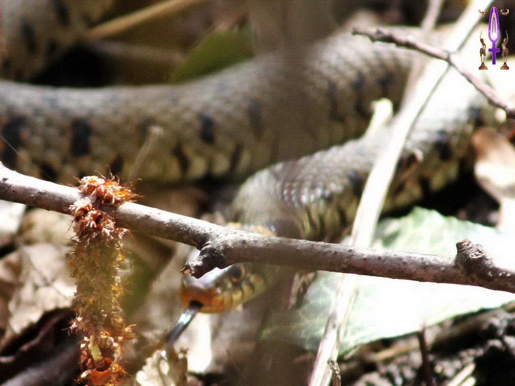 Croix de Lumière, Photo de la Série E No 22 