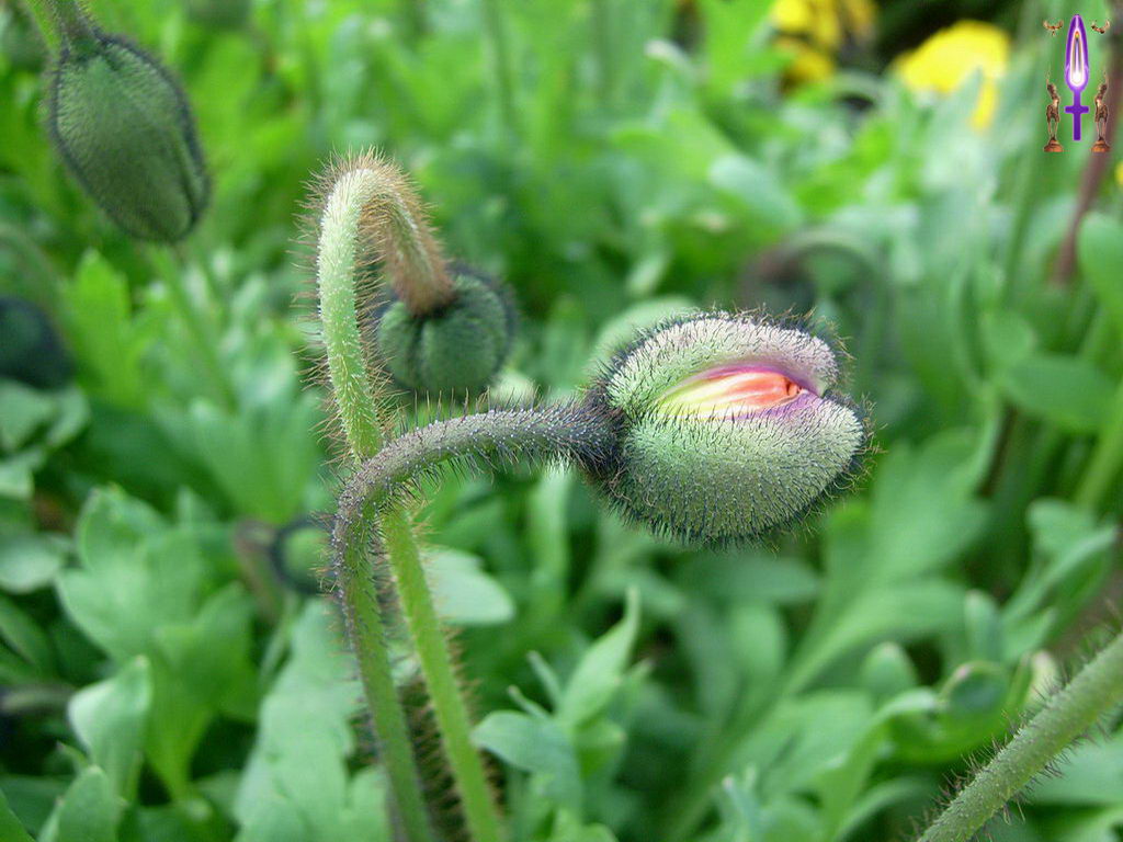 Croix de Lumière, Photo de la Série E No 23 