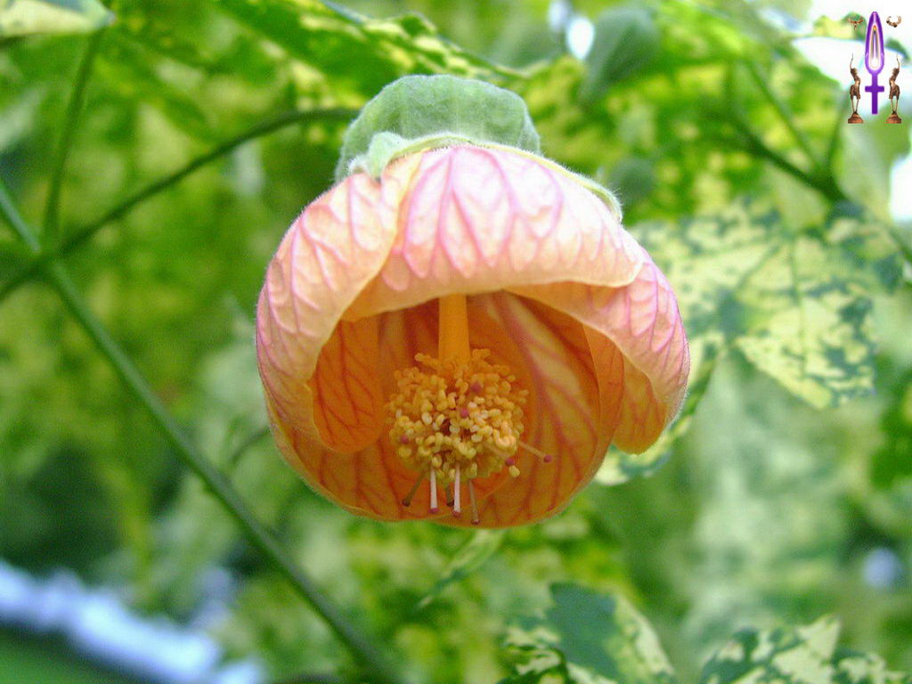 Croix de Lumière, Photo de la Série E No 25 