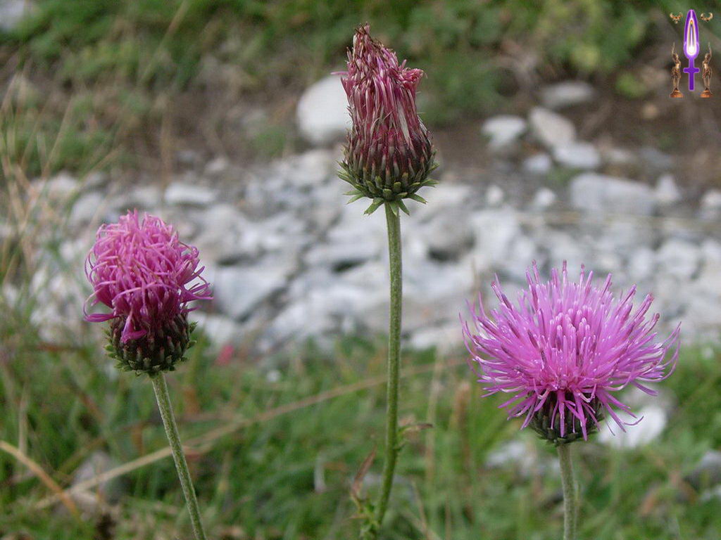Croix de Lumière, Photo de la Série E No 26 