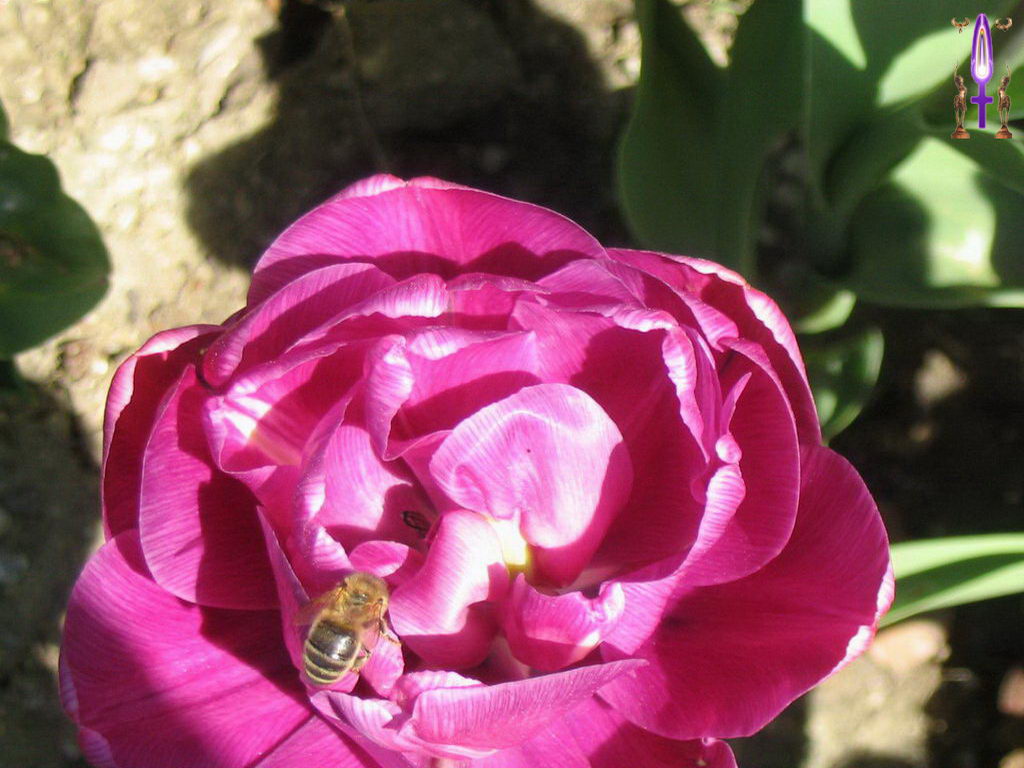 Croix de Lumière, Photo de la Série E No 29 