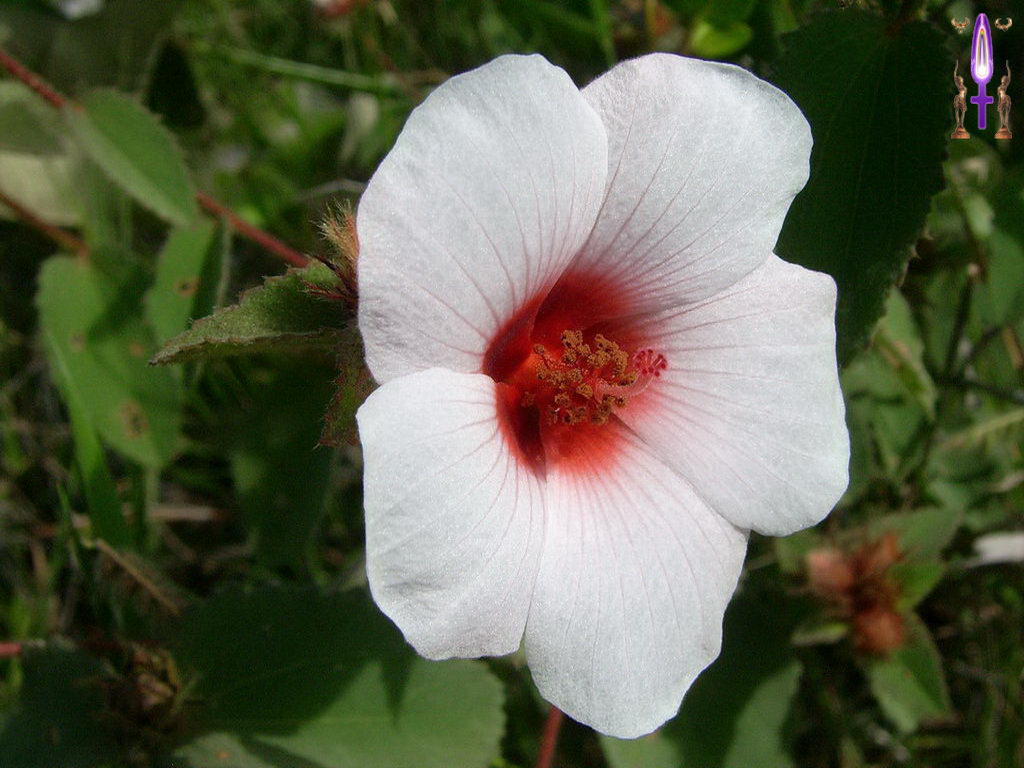 Croix de Lumière, Photo de la Série E No 30 