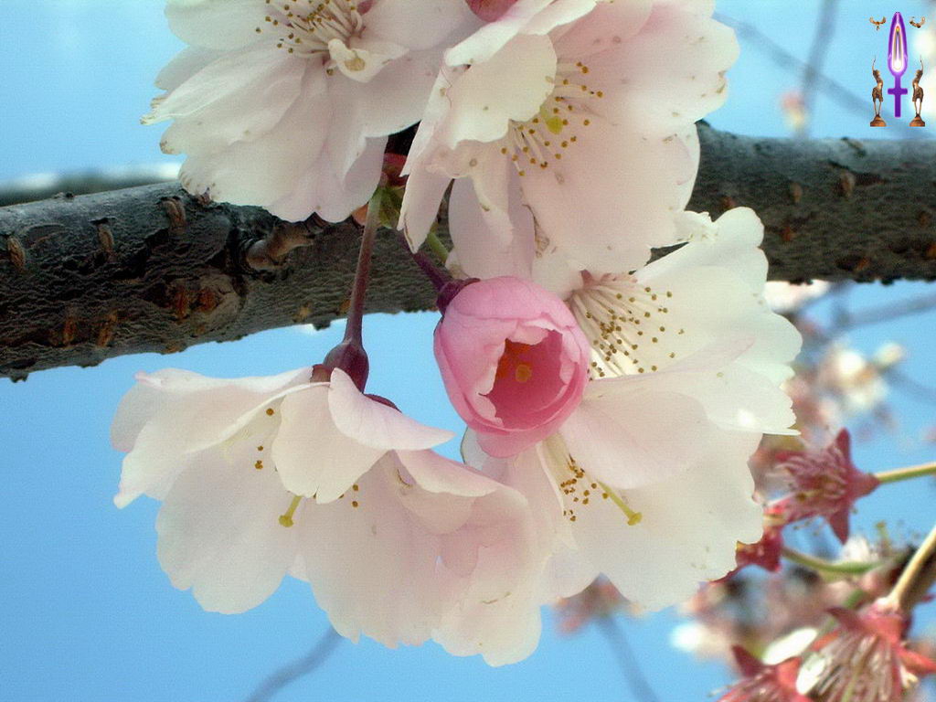 Croix de Lumière, Photo de la Série E No 32 
