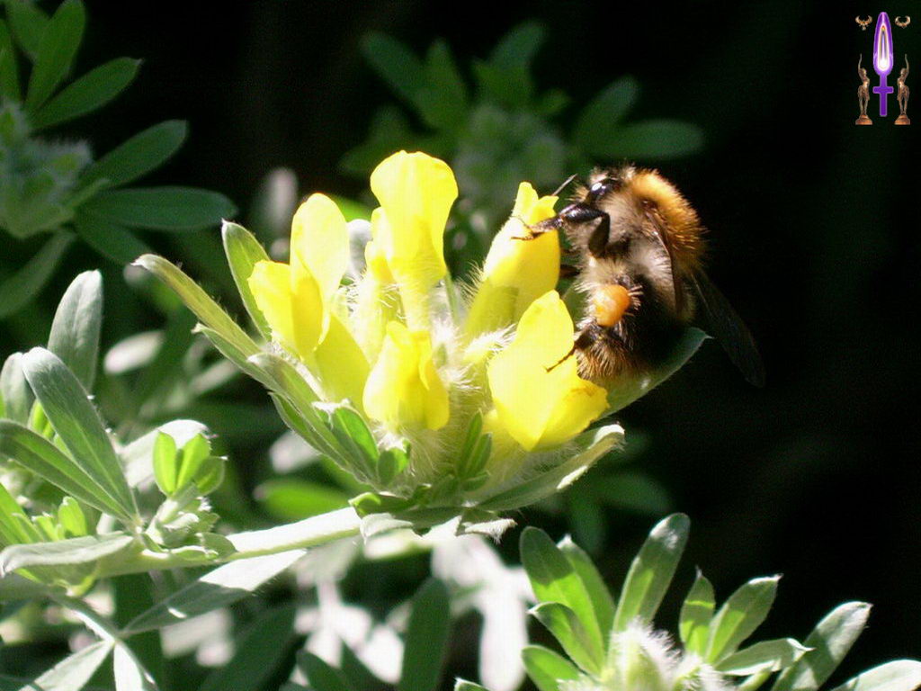 Croix de Lumière, Photo de la Série E No 33 