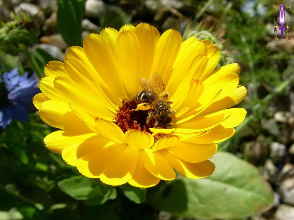 Croix de Lumière, Photo de la Série E No 36 