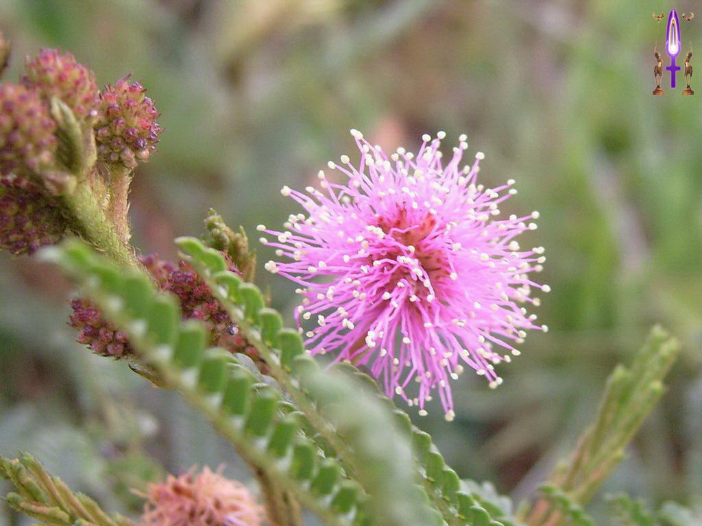 Croix de Lumière, Photo de la Série E No 37 
