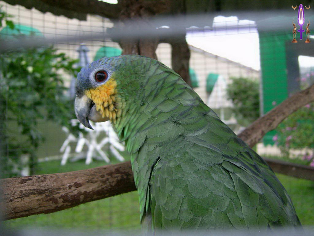 Croix de Lumière, Photo de la Série E No 38 