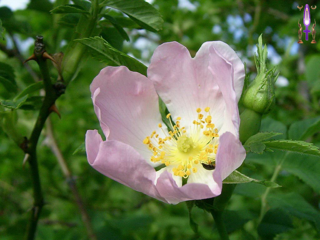 Croix de Lumière, Photo de la Série E No 44 