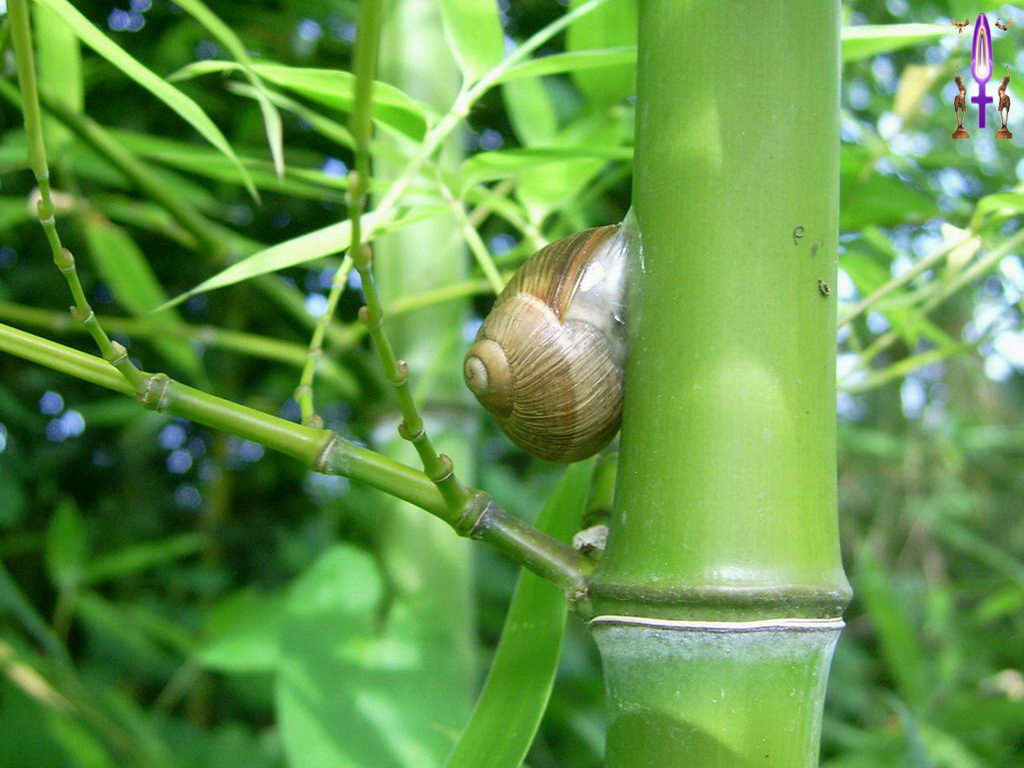 Croix de Lumière, Photo de la Série E No 46 