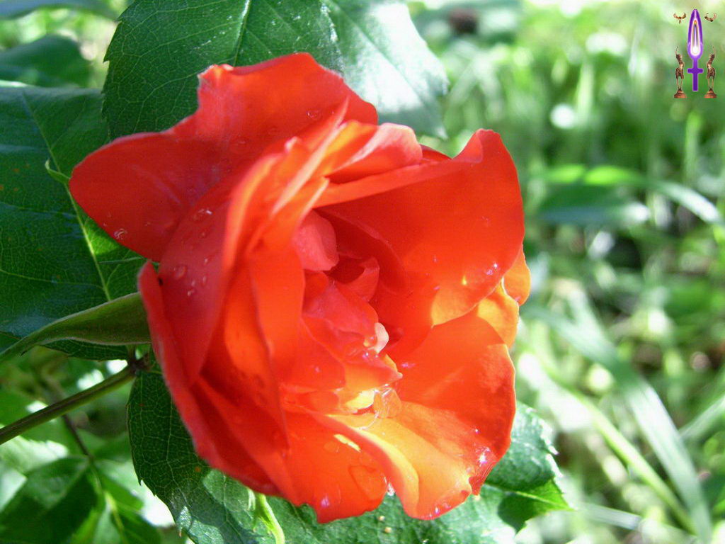 Croix de Lumière, Photo de la Série E No 48 