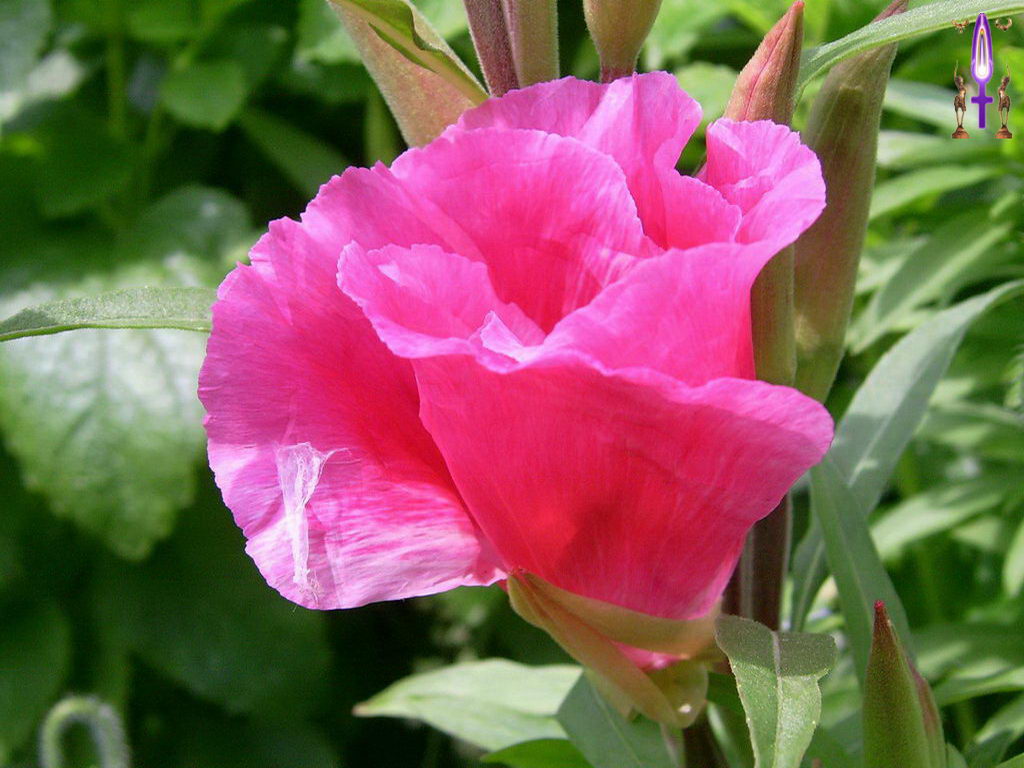 Croix de Lumière, Photo de la Série E No 50 