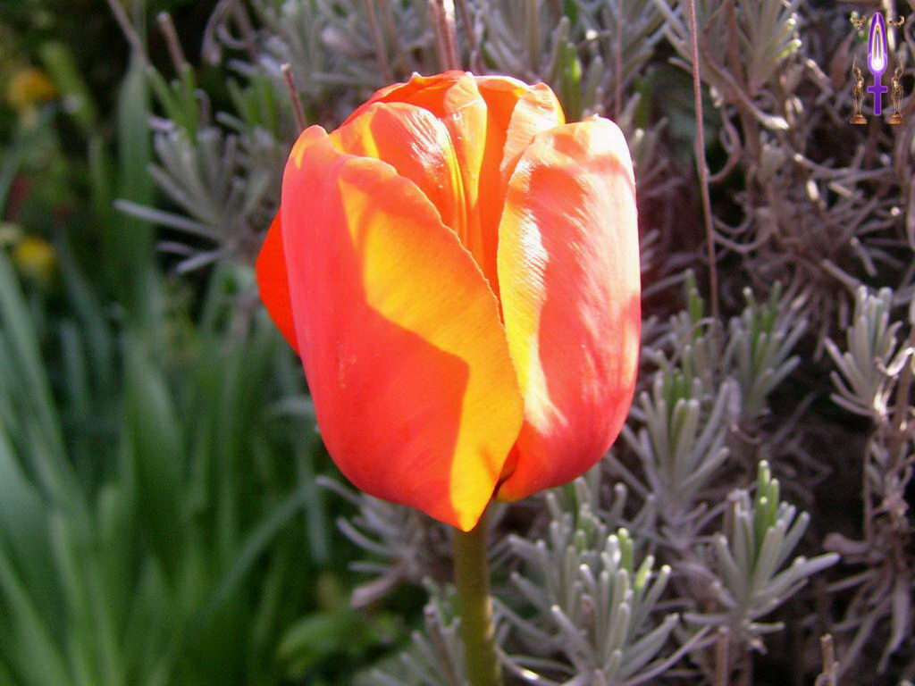 Croix de Lumière, Photo de la Série E No 51 